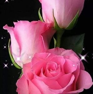 Meet your Posher, Tabitha